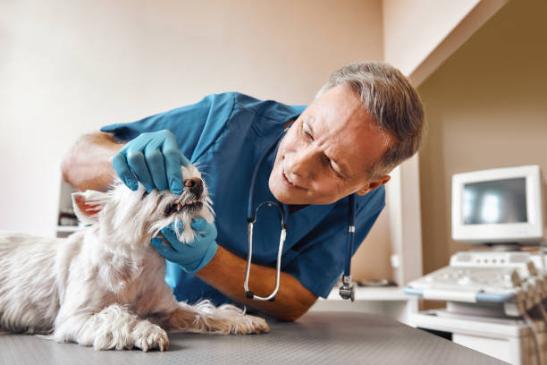 Best Emergency Root Canal Treatment in Picnic Point, WA